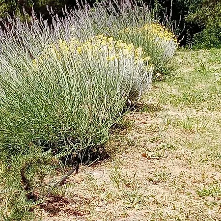 Il Giardino